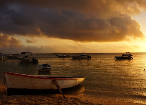 Apus de Mauritius