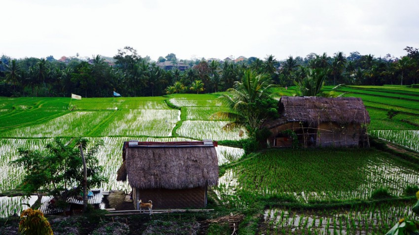 Ghid de calatorie Bali - Traditii, traditii...
