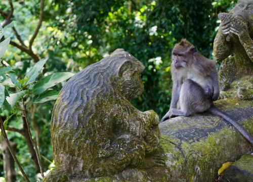 The snapshot of the monkey