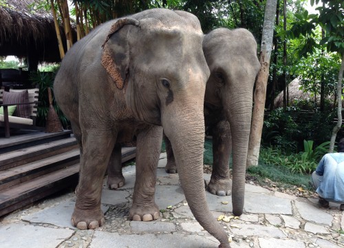 The gentle giants