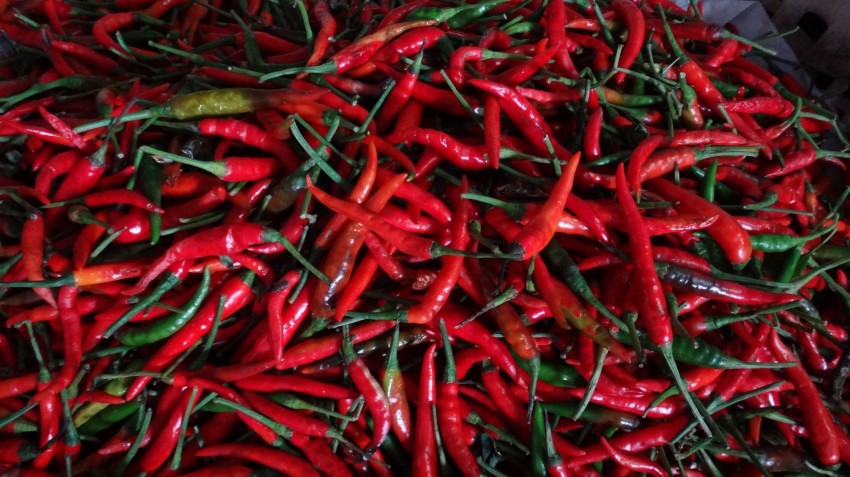 Chilies, Langkawi