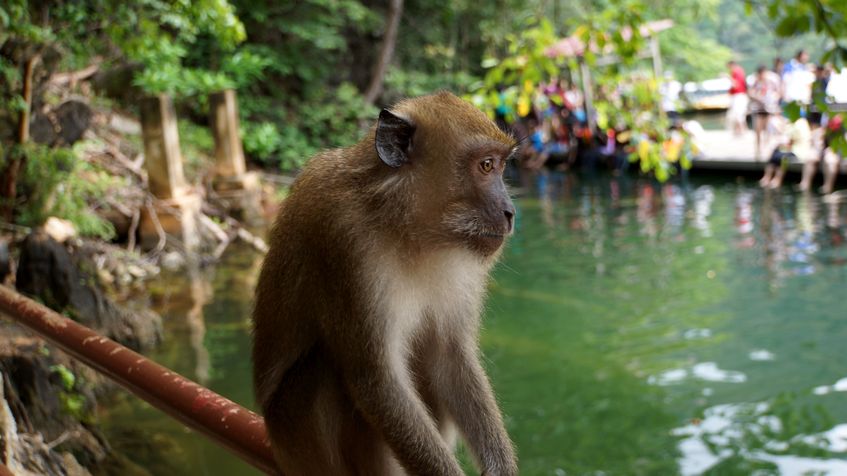 Maimuta, Langkawi, Malaezia