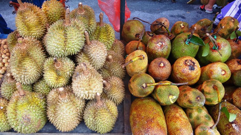 Jackfruit, specific tropical, Langkawi