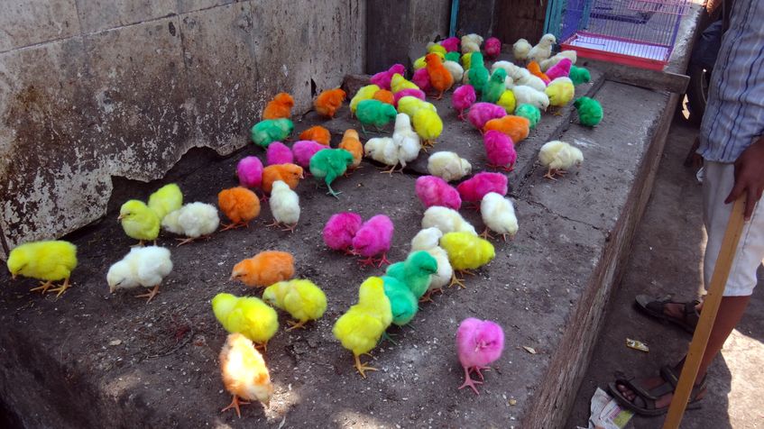 pui colorati, Dharavi, Mumbai - India