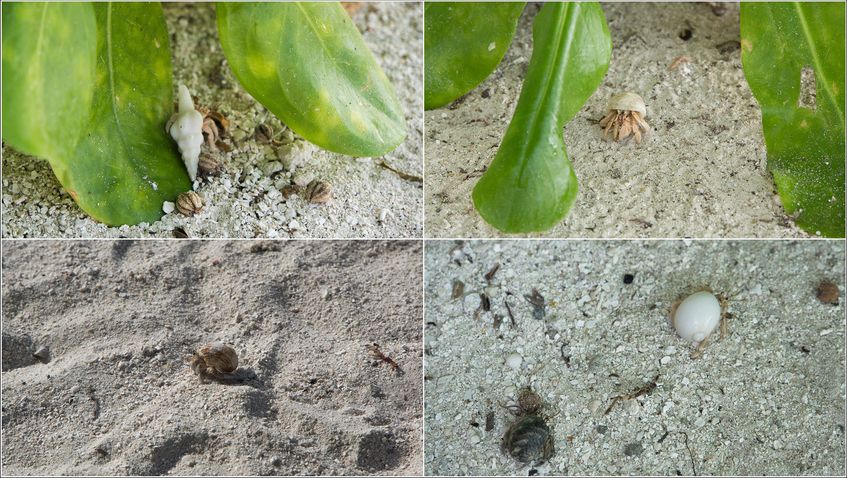 Crabii cei draguti cu cochiiliile lor, in Maldive